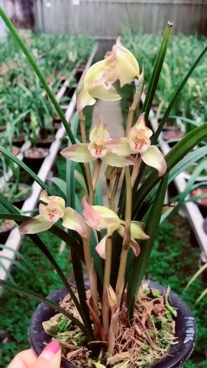 春剑复色花香王彩虹