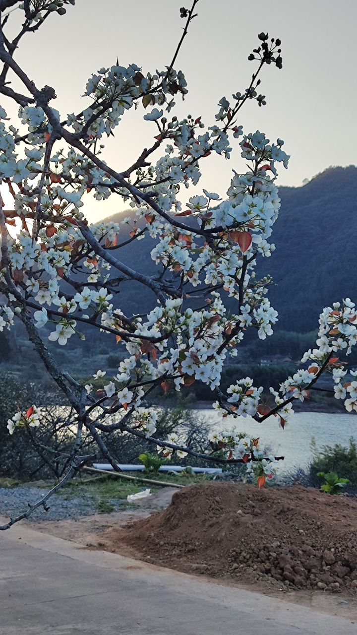 真是大喜过望,头一次在永泰大喜村遇见浓烈的梨花开放,这株梨花应该有