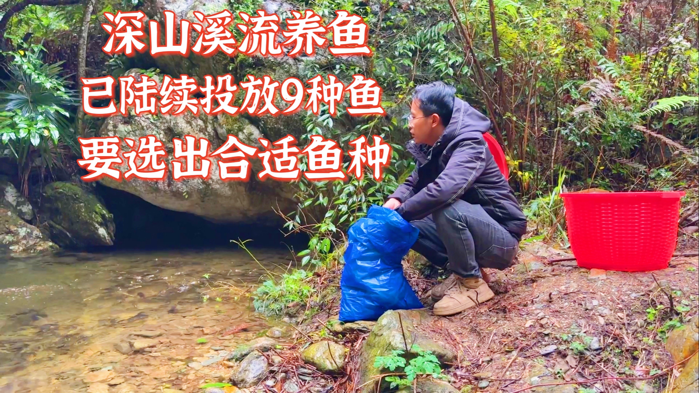 恢复深山小溪生态第19天,投放鸭嘴鱼苗进去。能存活下来吗