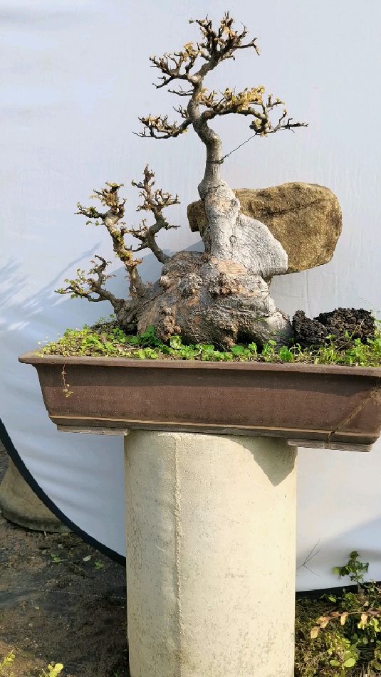 天然附石榆树盆景孤品收藏