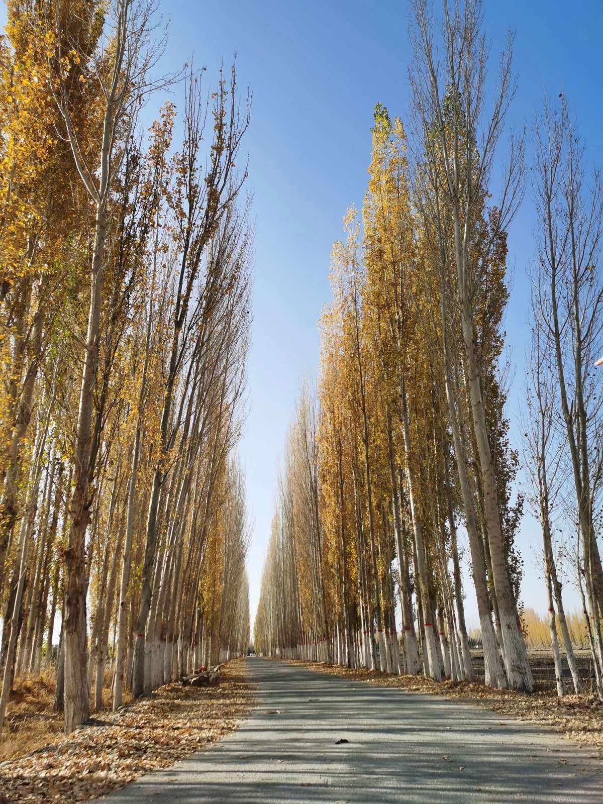 致敬白杨树13——献给最新成立的白杨市