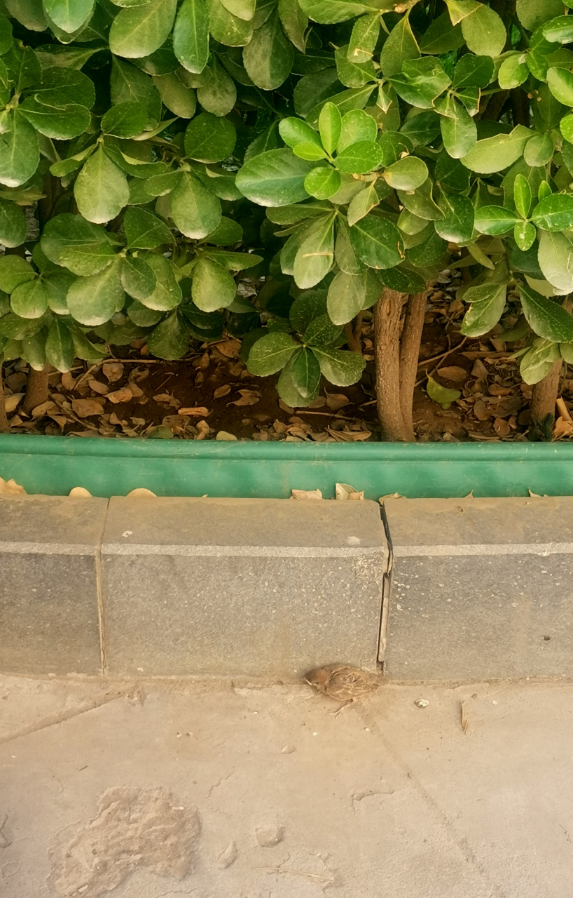 北京今天38度的超高温天气,不知道这只疑似受伤的小麻雀能否躲过高温