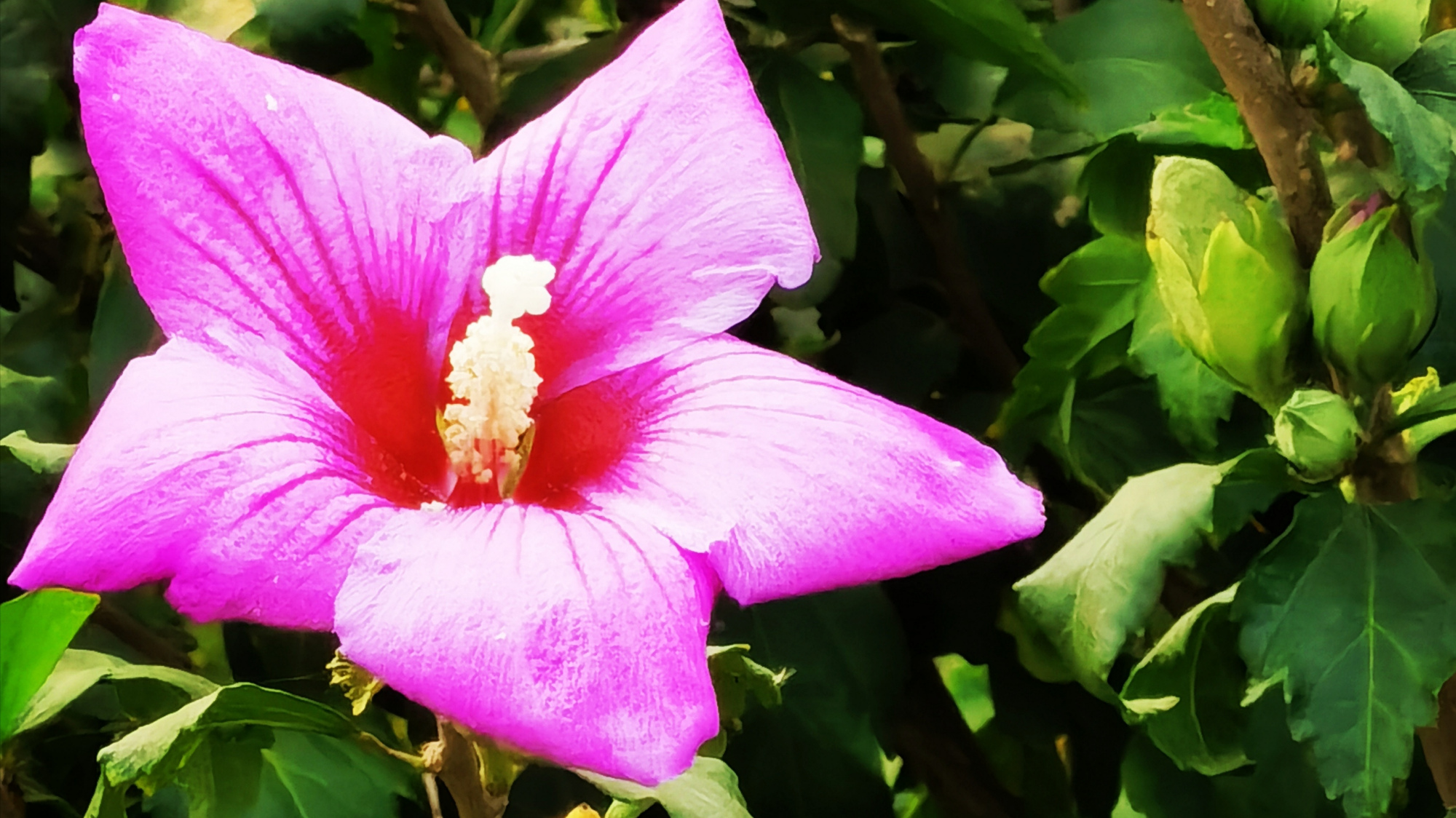 林花謝了春紅,太匆匆