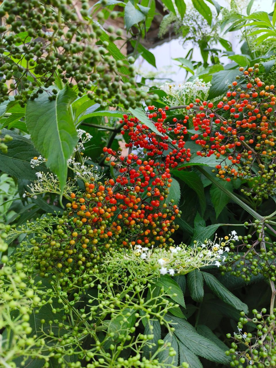 开花的时候像蕾丝,看完花了结的红果果,非常漂亮.