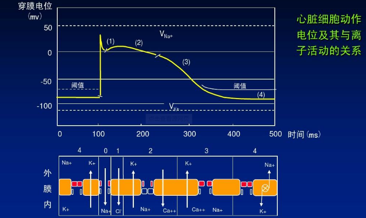 膜电位变化曲线解读