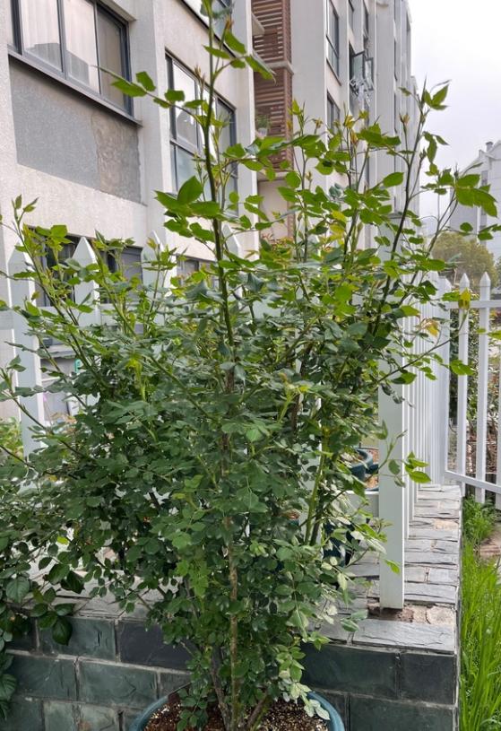 藤本月季的种植和修剪,枝条顶部的芽要抹一些吗?