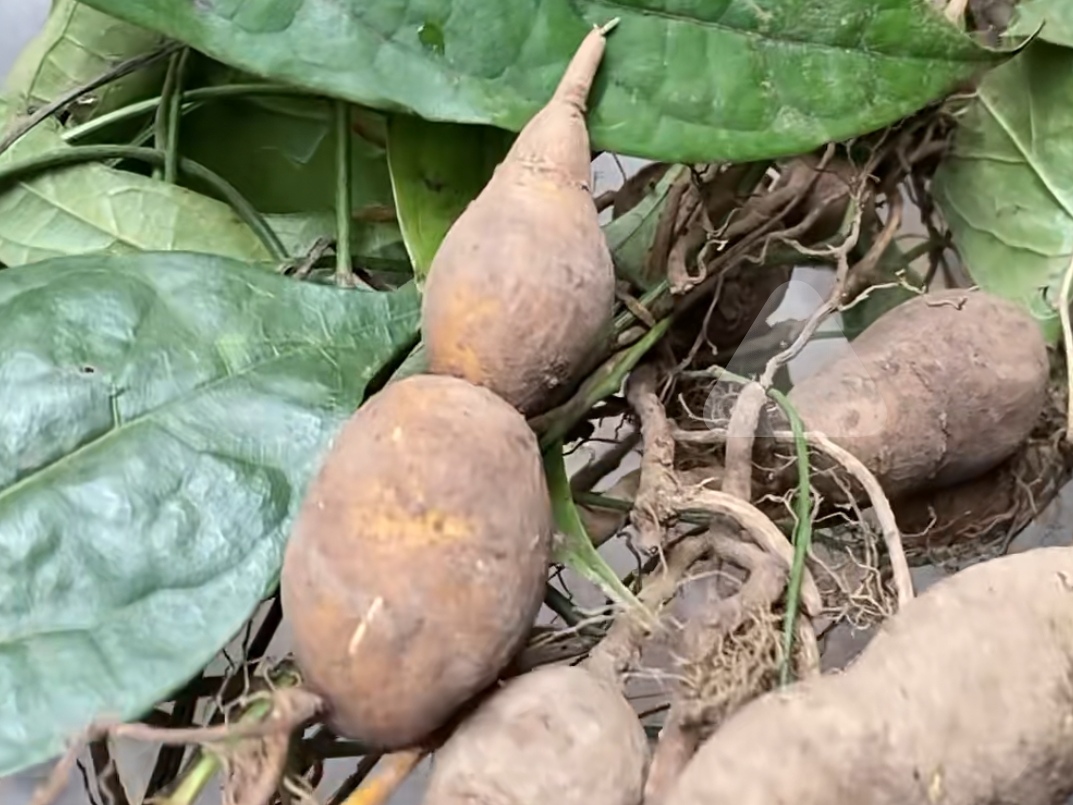 农村这种植物,被称为传说中的金线吊葫芦,清热解毒滋阴降火