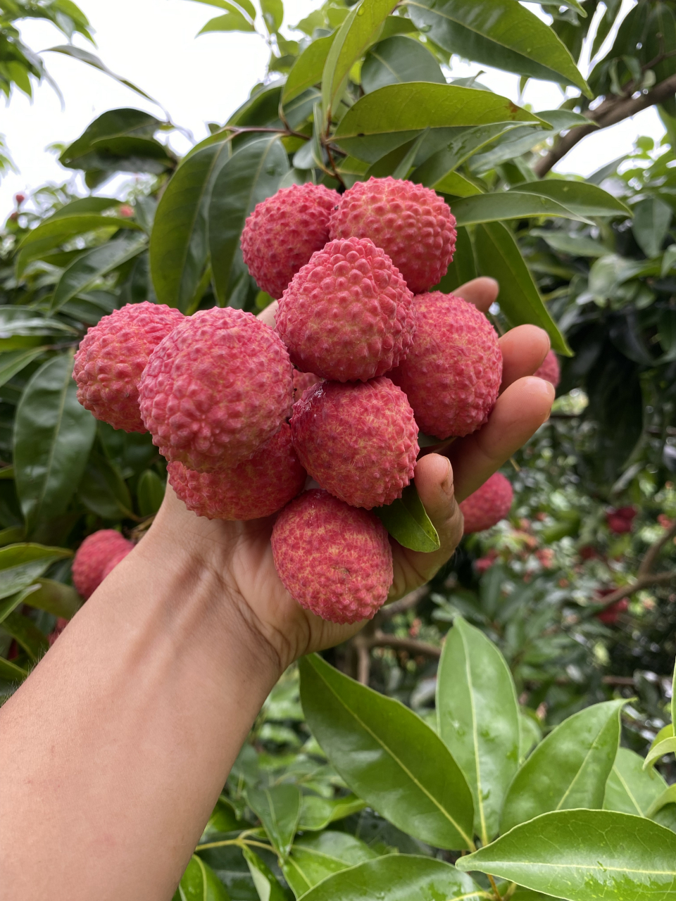 优质荔枝品种分享 情人荔品种荔枝是今年来效益非常不错的荔枝品种之