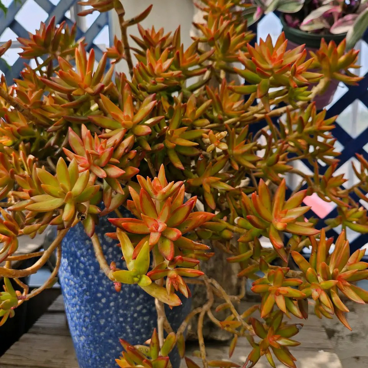 加州落日也开始上色了