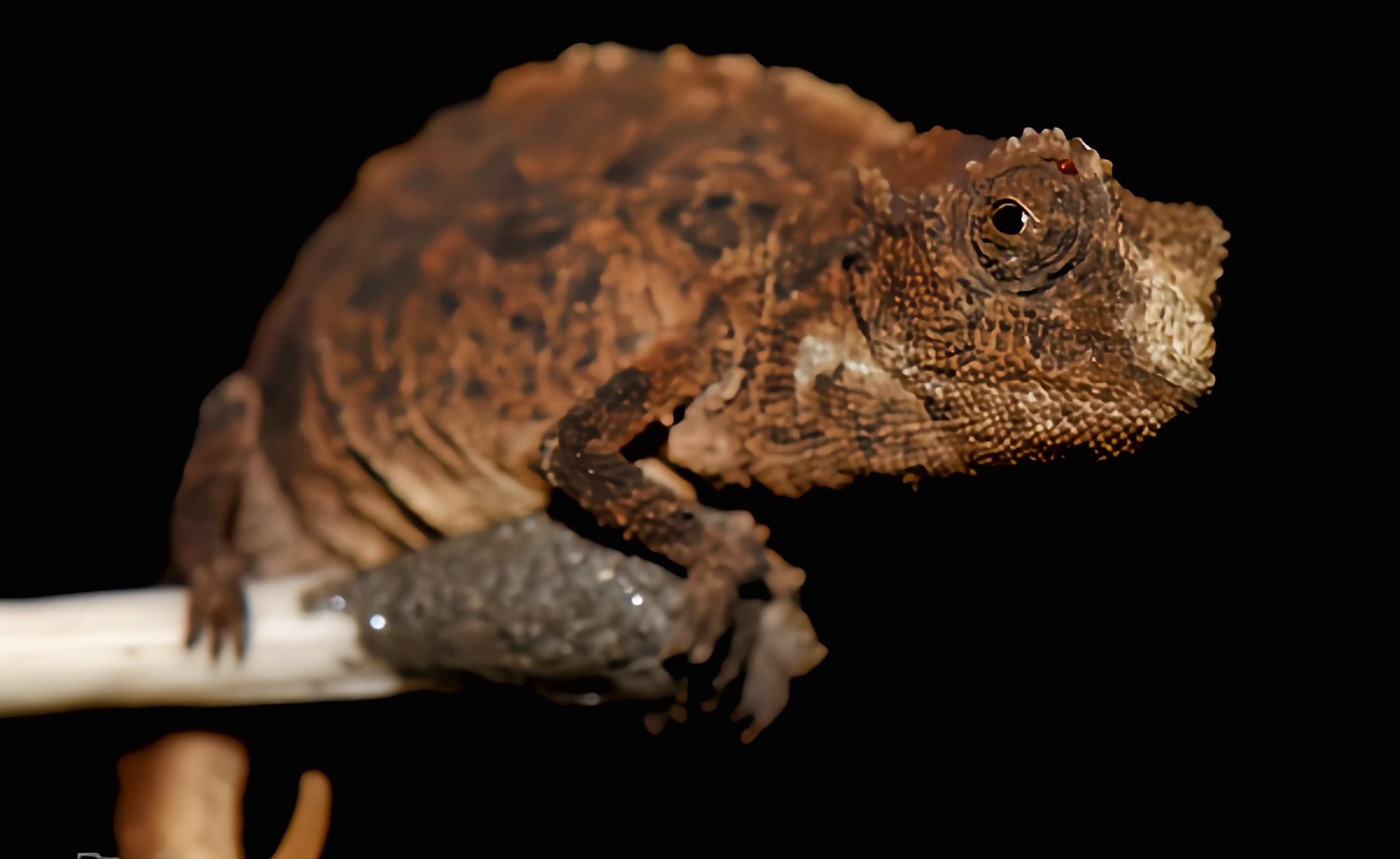 每天认识一种动物——迷你变色龙 迷你变色龙别名迷你枯叶变色龙,是