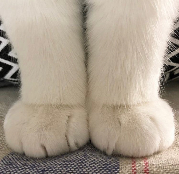 软fufu猫爪爪