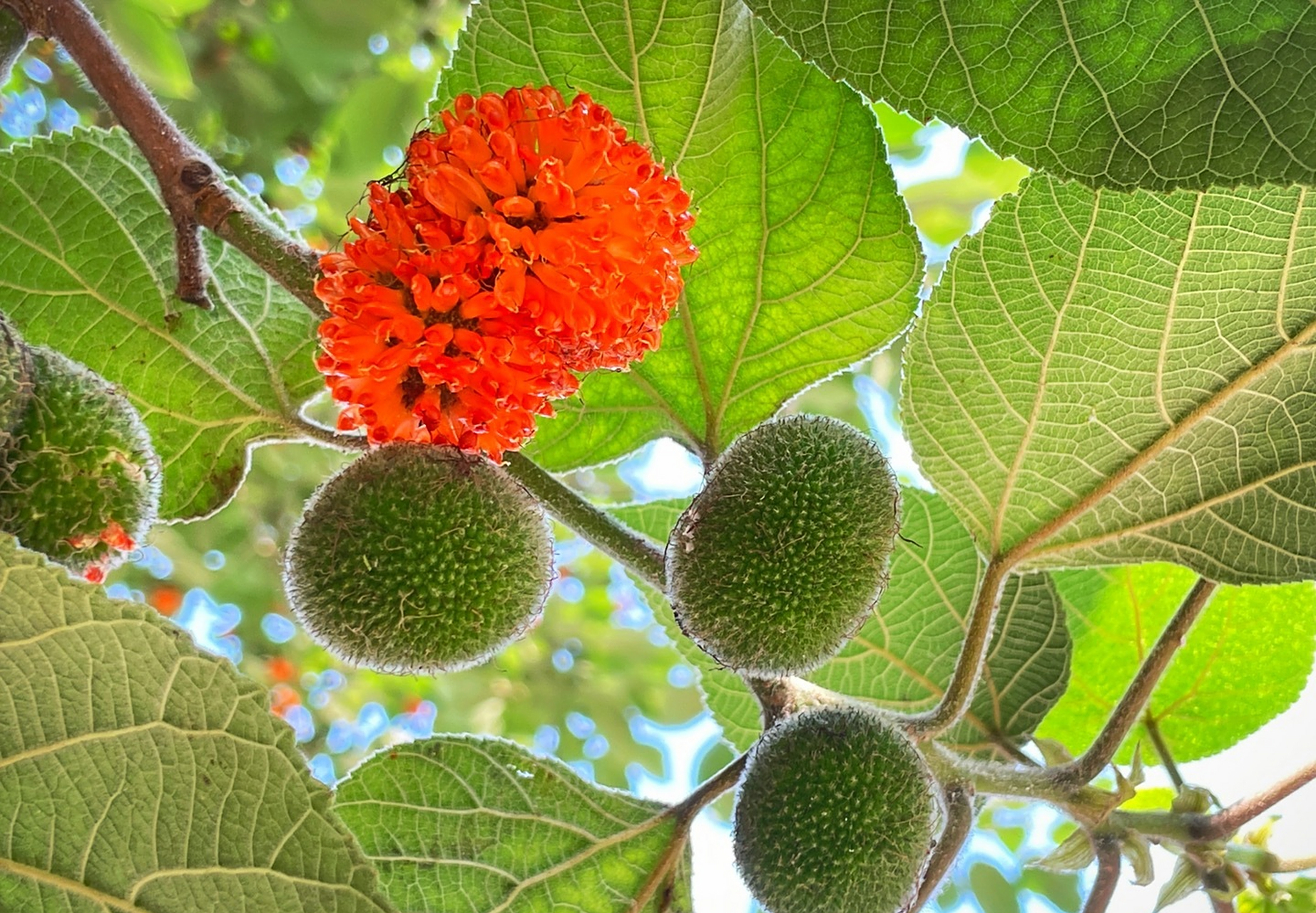 褚实子|构树的果实,很多人小时候应该都见过或者吃过的吧!