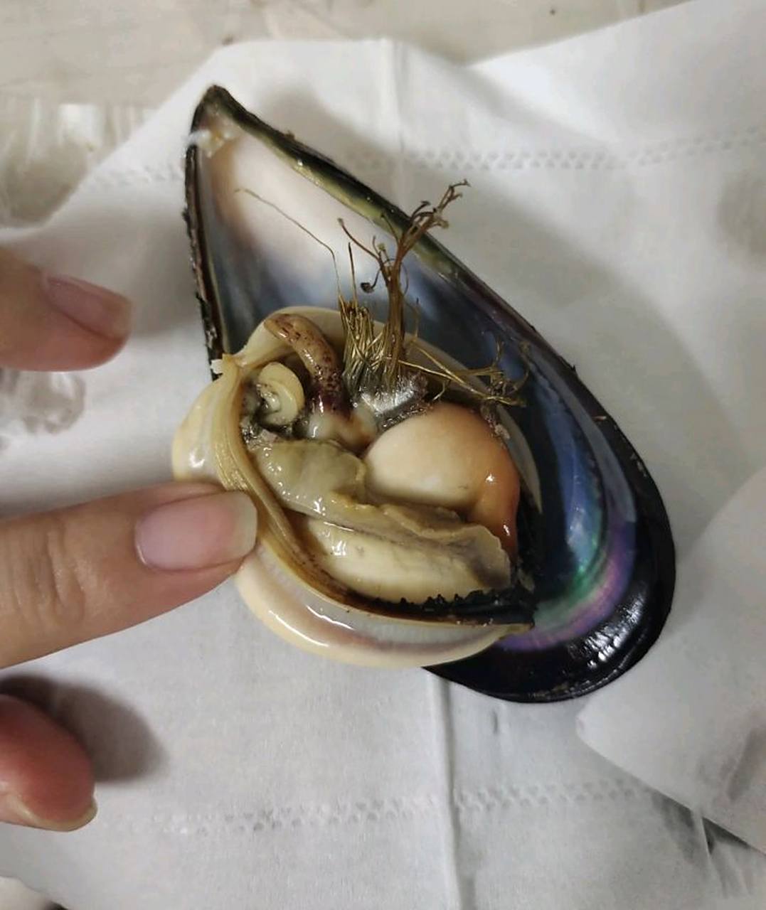 网友:谁能告诉我这青口贝哪些部位能吃?哪些不能吃吗?