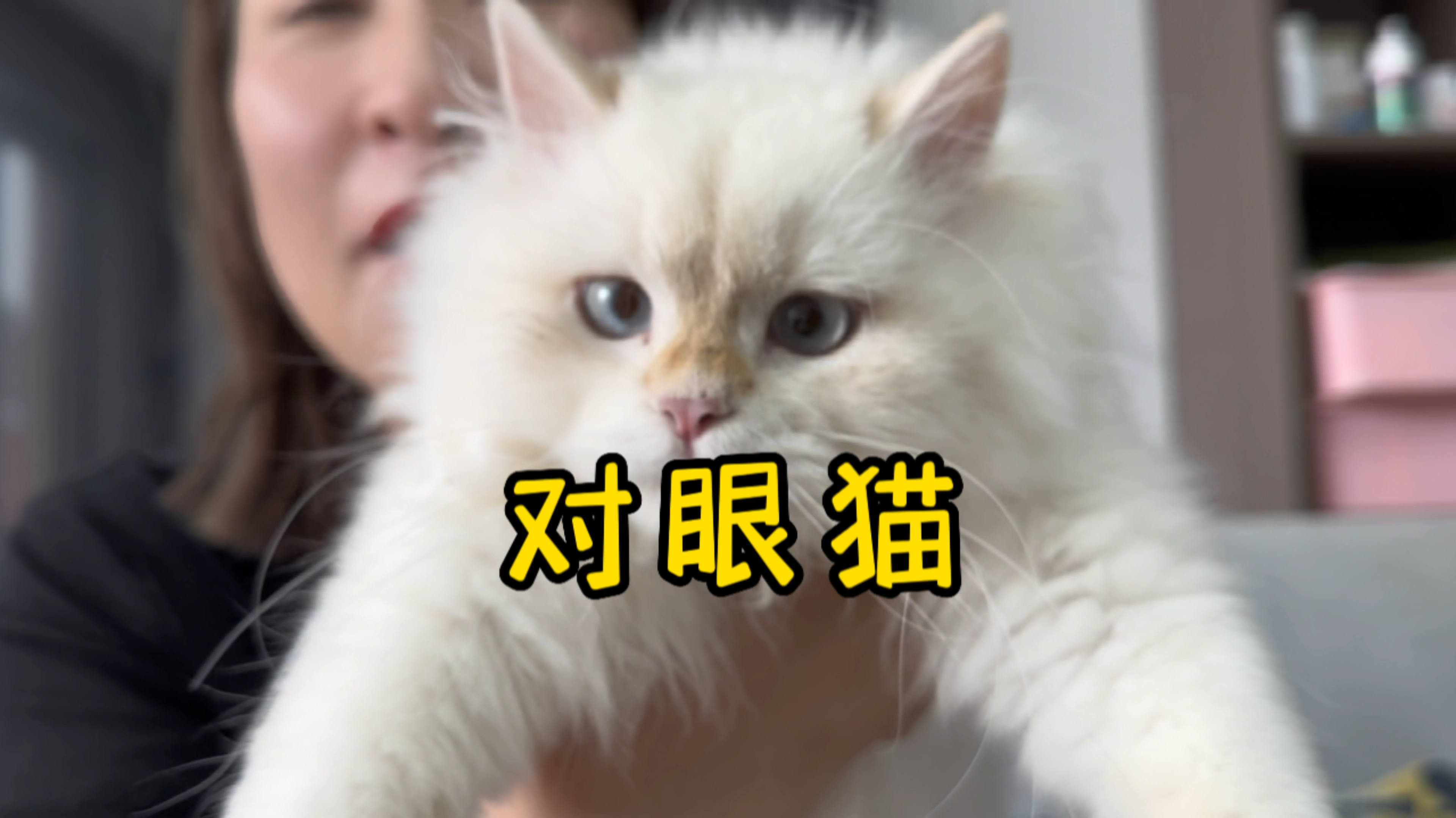 一只对眼的金点长毛猫 渴望幸福喵生活