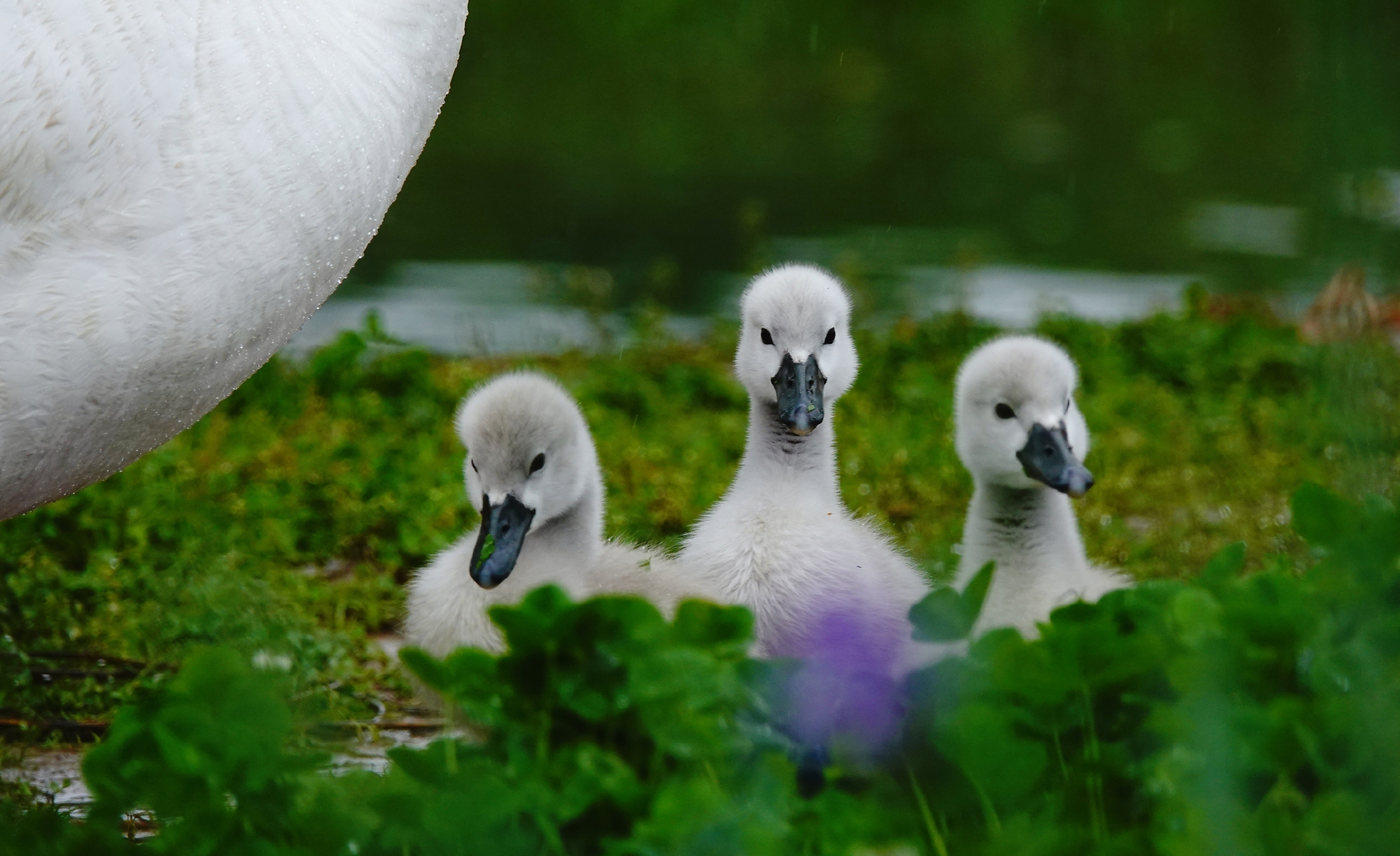 连阴雨中的疣鼻天鹅宝宝～ ​