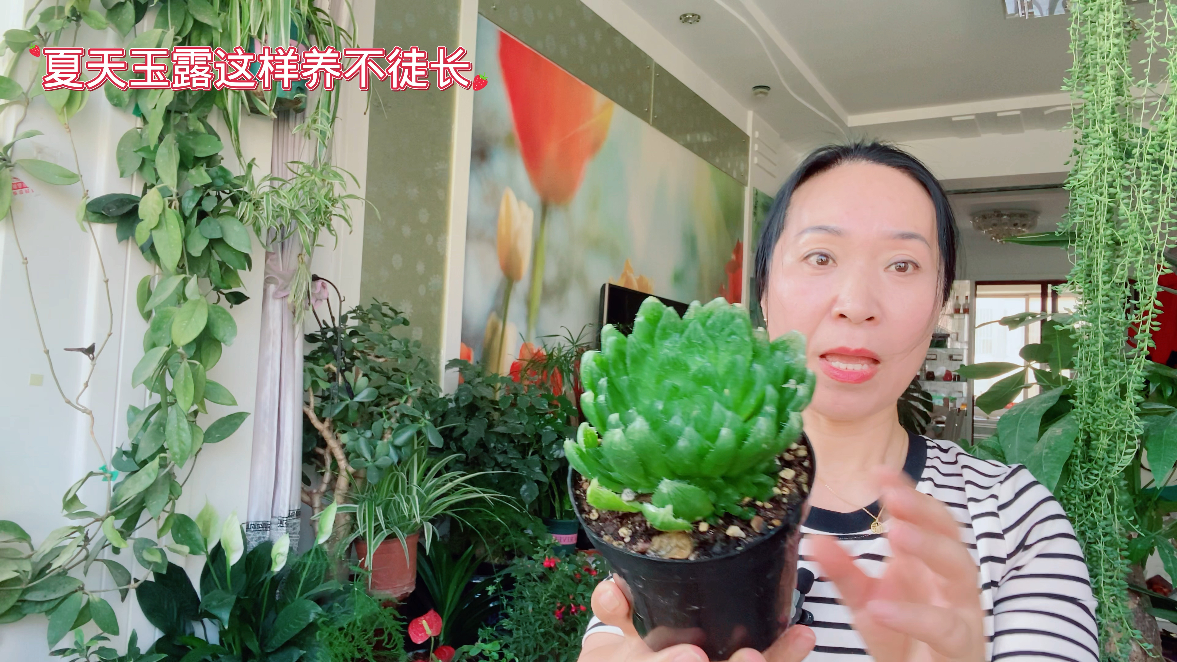 夏天玉露这样养护、不徒长