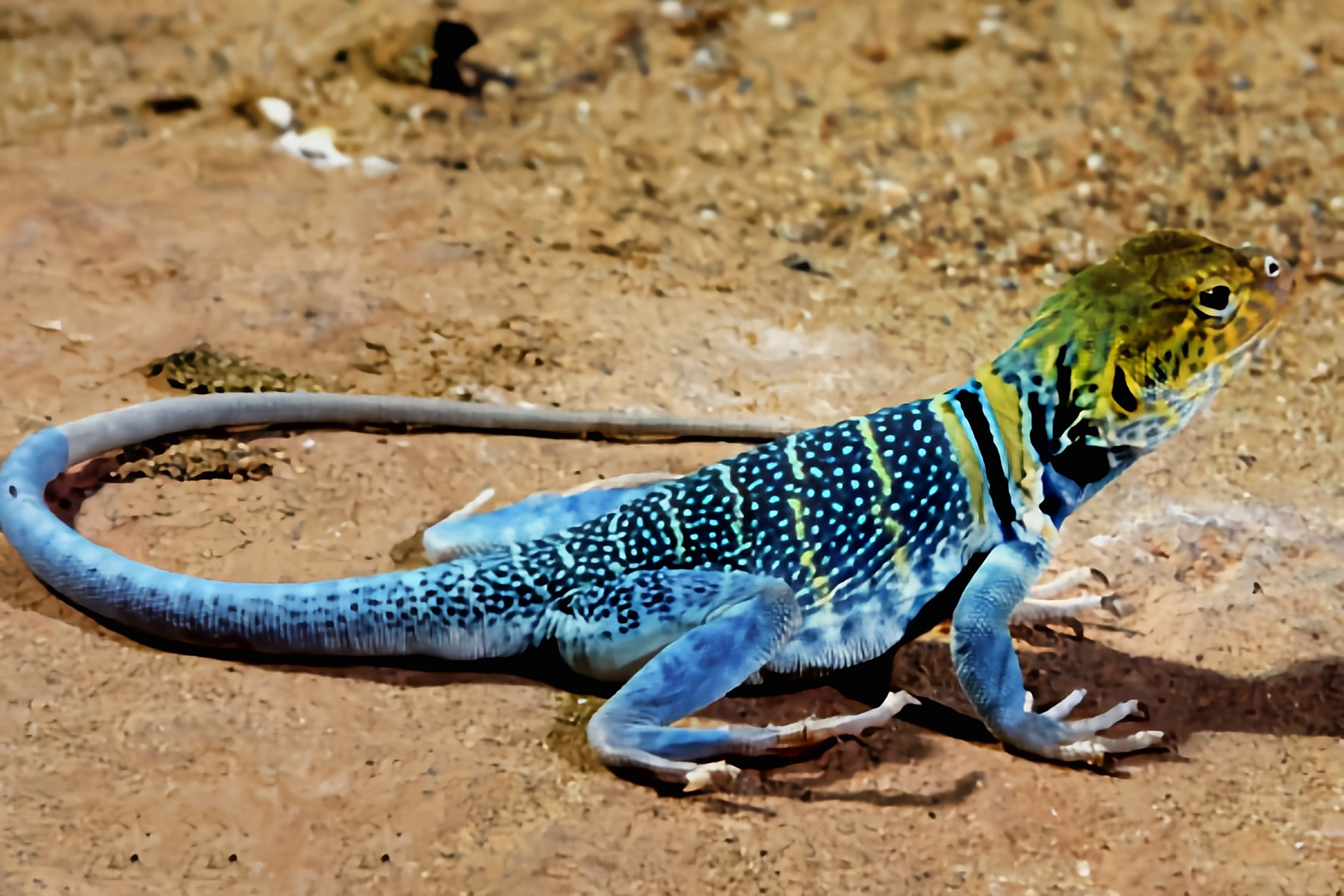 每天认识一种动物——环颈蜥 环颈蜥原产于北美洲美国西南部至墨西哥