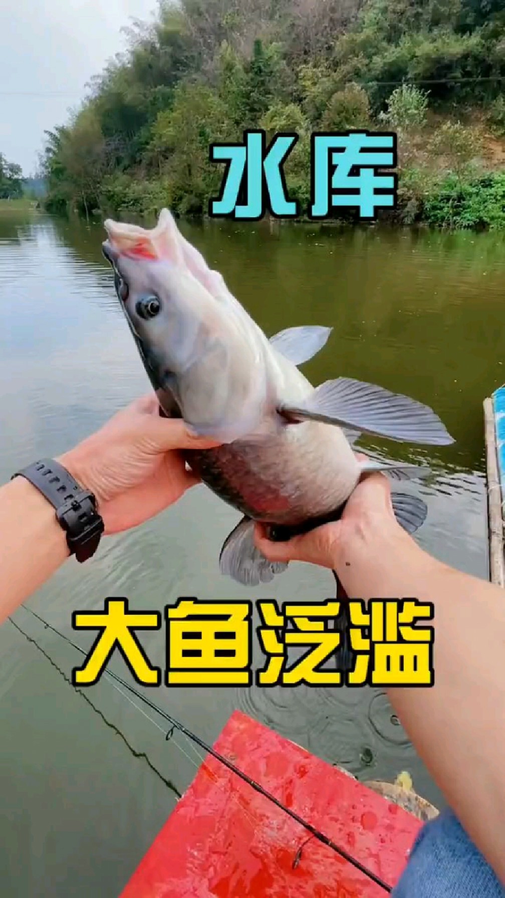 水庫大魚氾濫,第一視角體驗釣魚樂趣