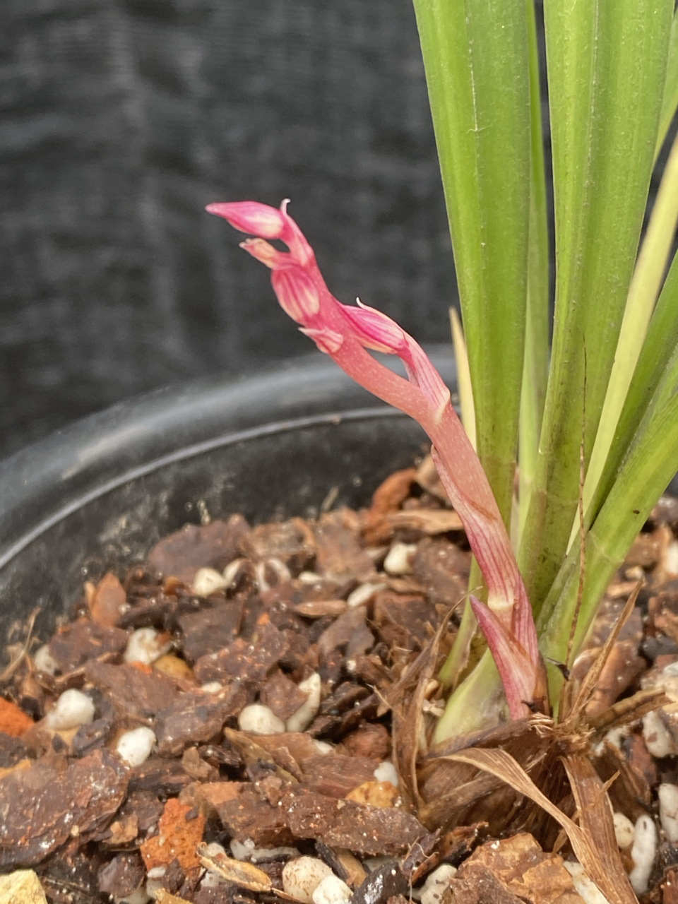 冬季里的 水里红   红得诱人    建兰的色花名品 后期给大家更新开品