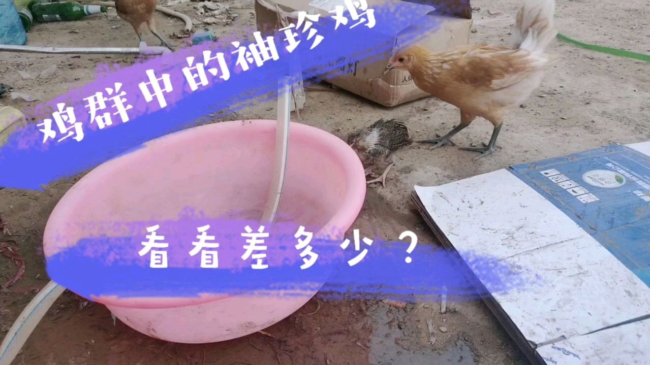 鸡群里出现了袖珍鸡,脑袋被啄了个洞,竟奇迹般存活了