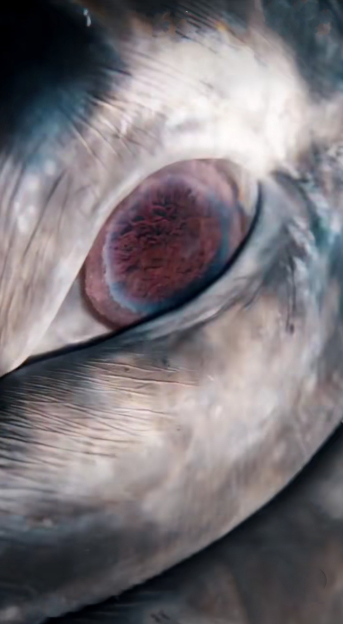 近距离看鲸鱼的眼睛是这样的,有种神秘莫测的美