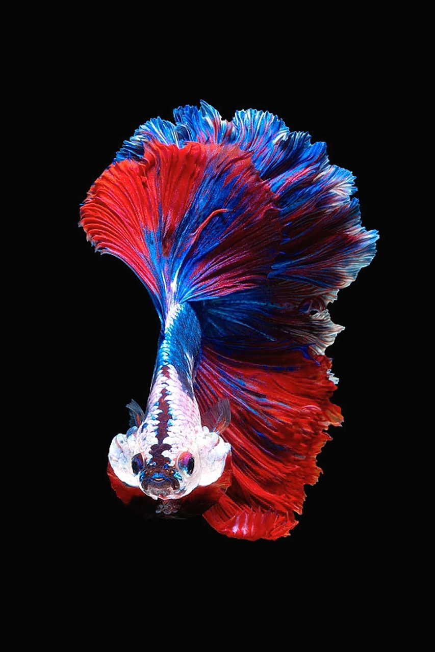 暹罗斗鱼,犹如穿上了艳丽的长裙,姿态优美.#趣图搞笑# #动物趣图