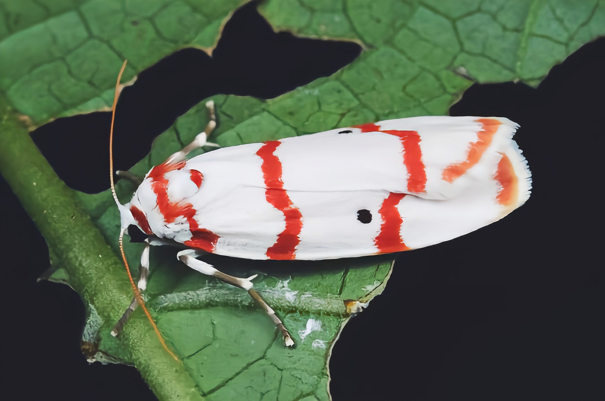 每天认识一种昆虫——血红雪苔蛾 血红雪苔蛾是一种比较特别的灯蛾科