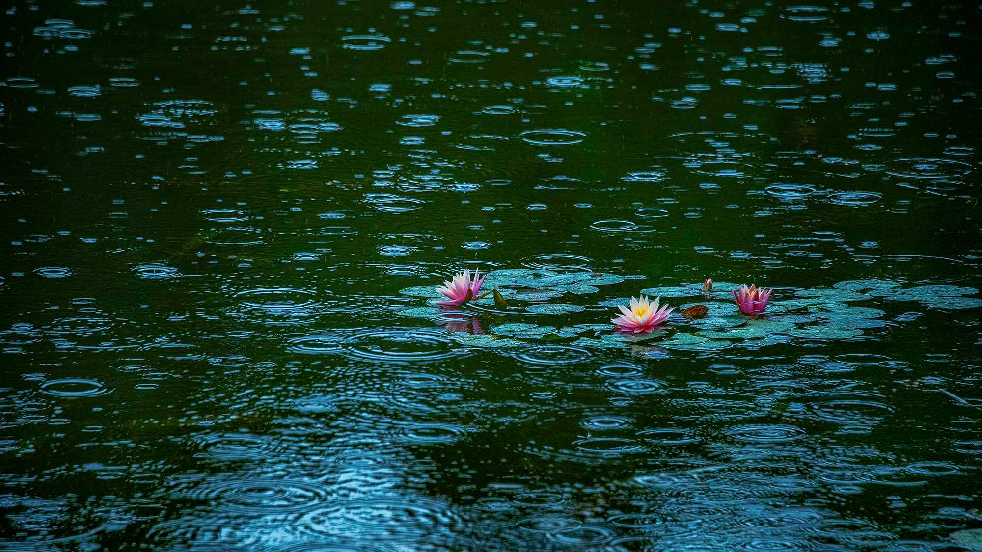 唯美雨景图片