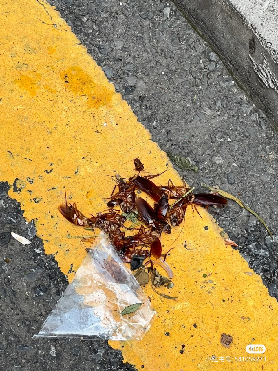 谁说广州没特色?蟑螂就是最大的特色