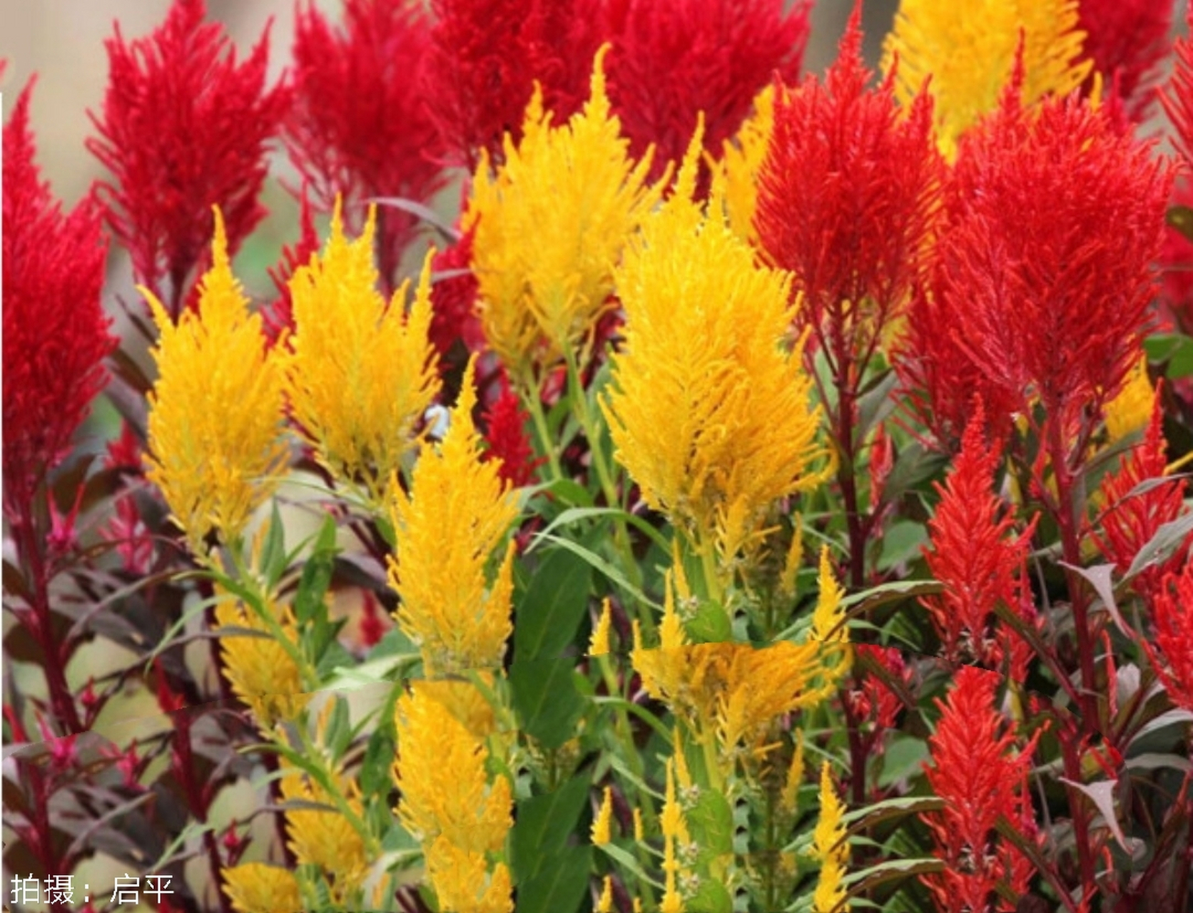 凤尾鸡冠花,公鸡公鸡真美丽,大红冠子真醉人,要比漂亮你第一.