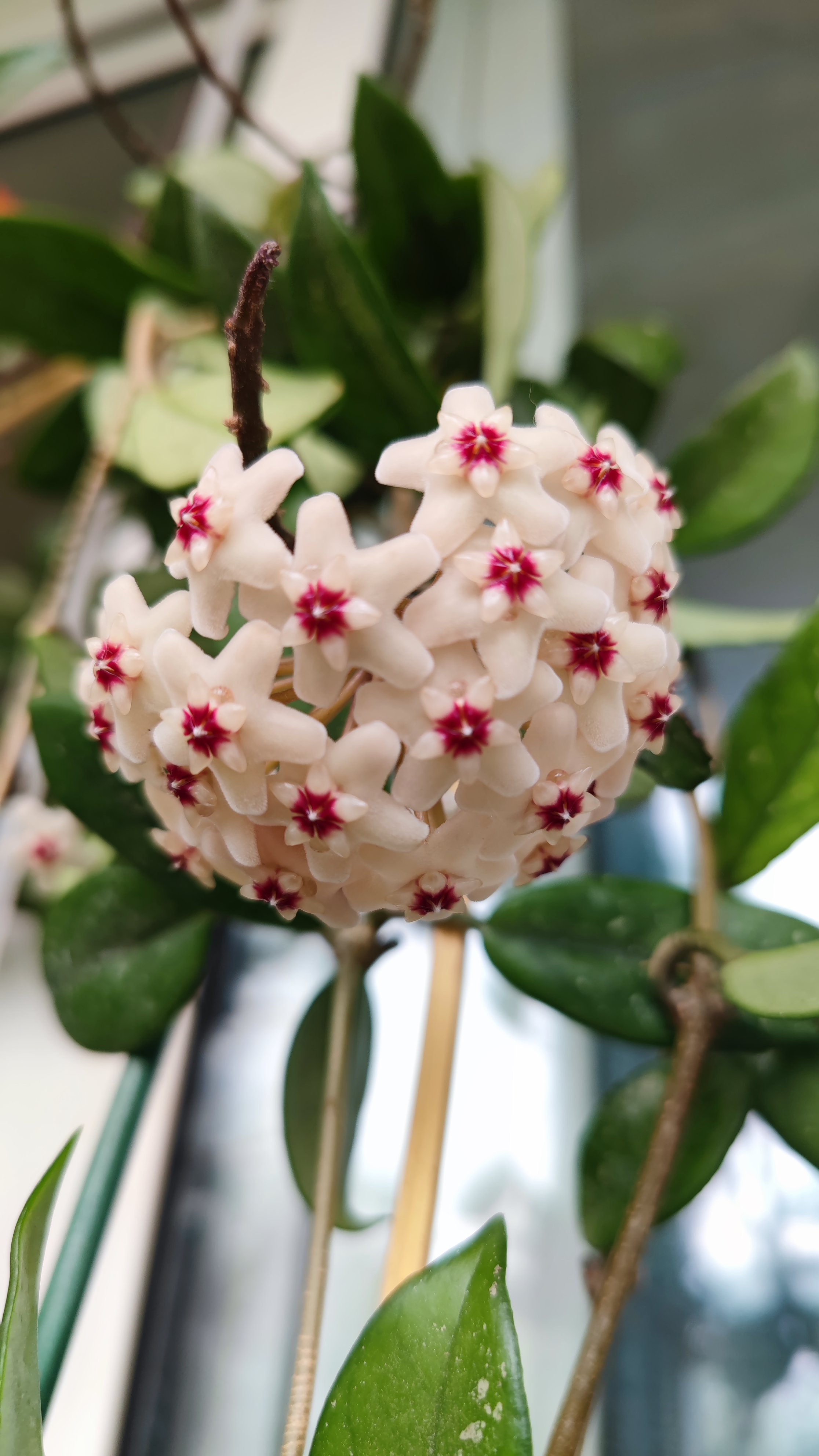 如果想在封闭阳台上养一盆爬藤植物,我推荐养球兰吧!