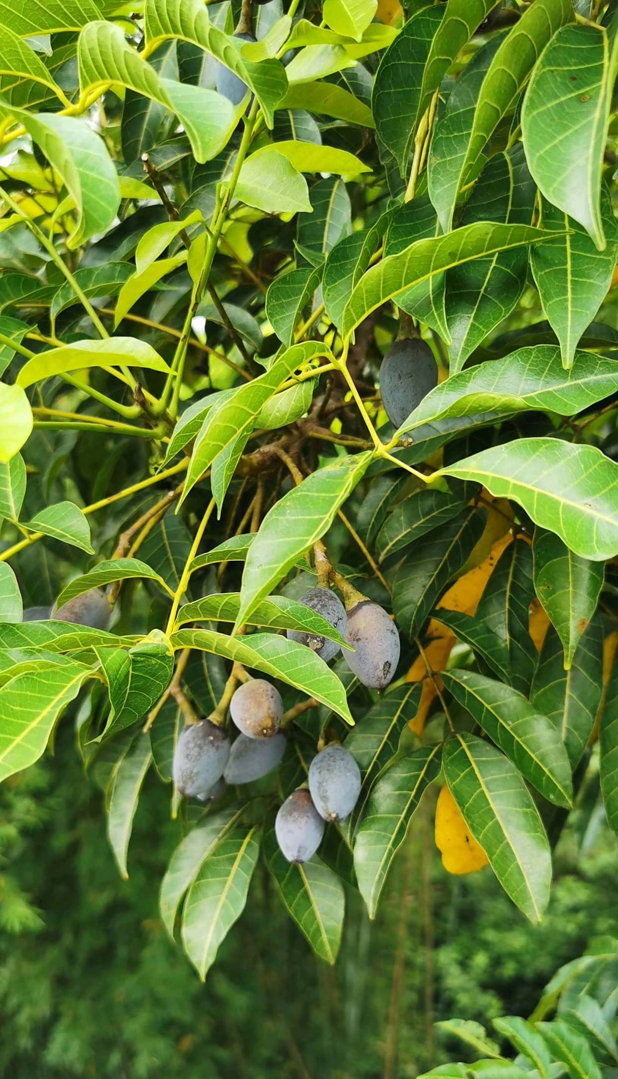 黑榄(榄角)的采摘全过程