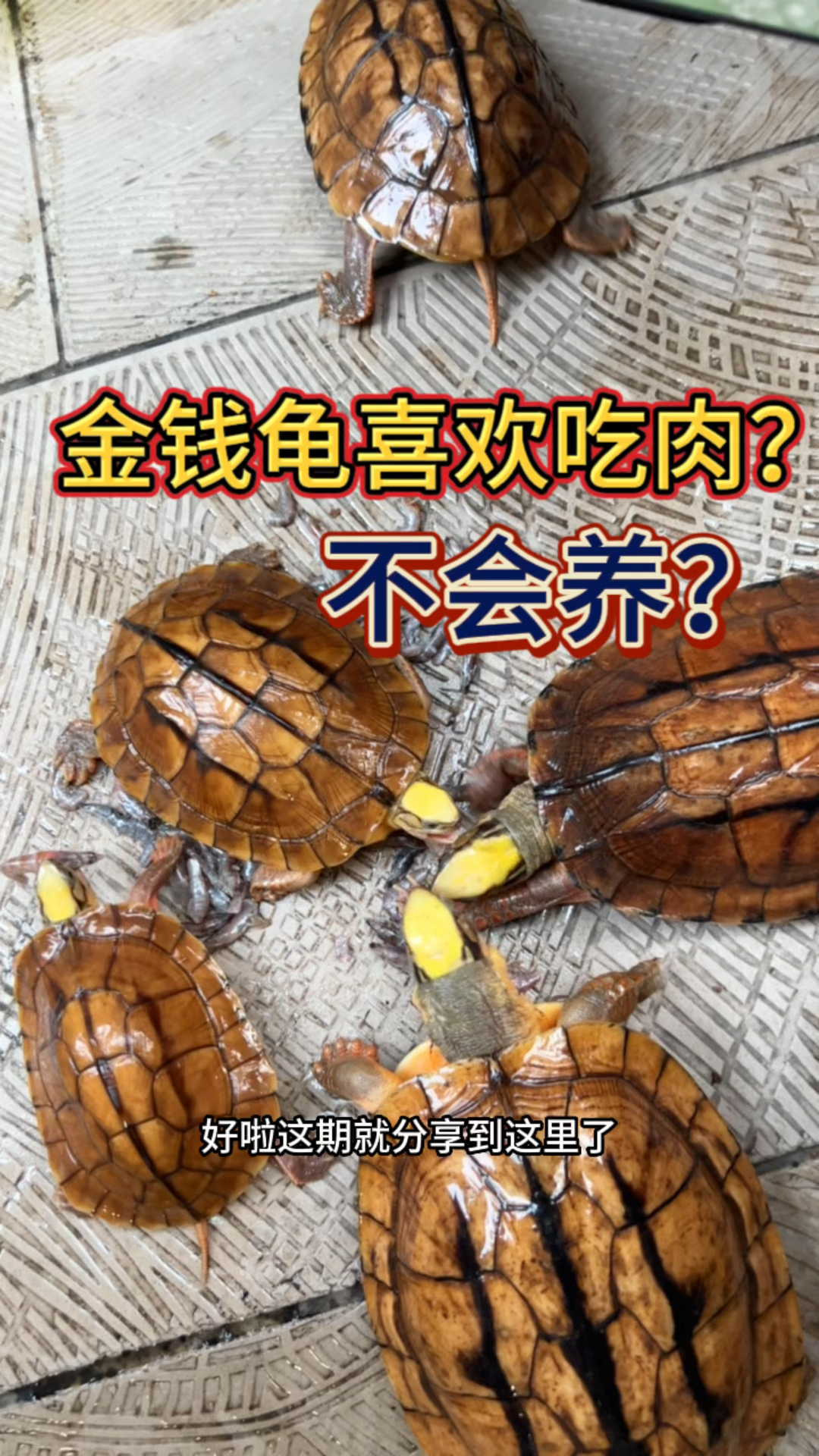 金钱龟吃什么?怎么样喂食金钱龟?金钱龟好养吗?