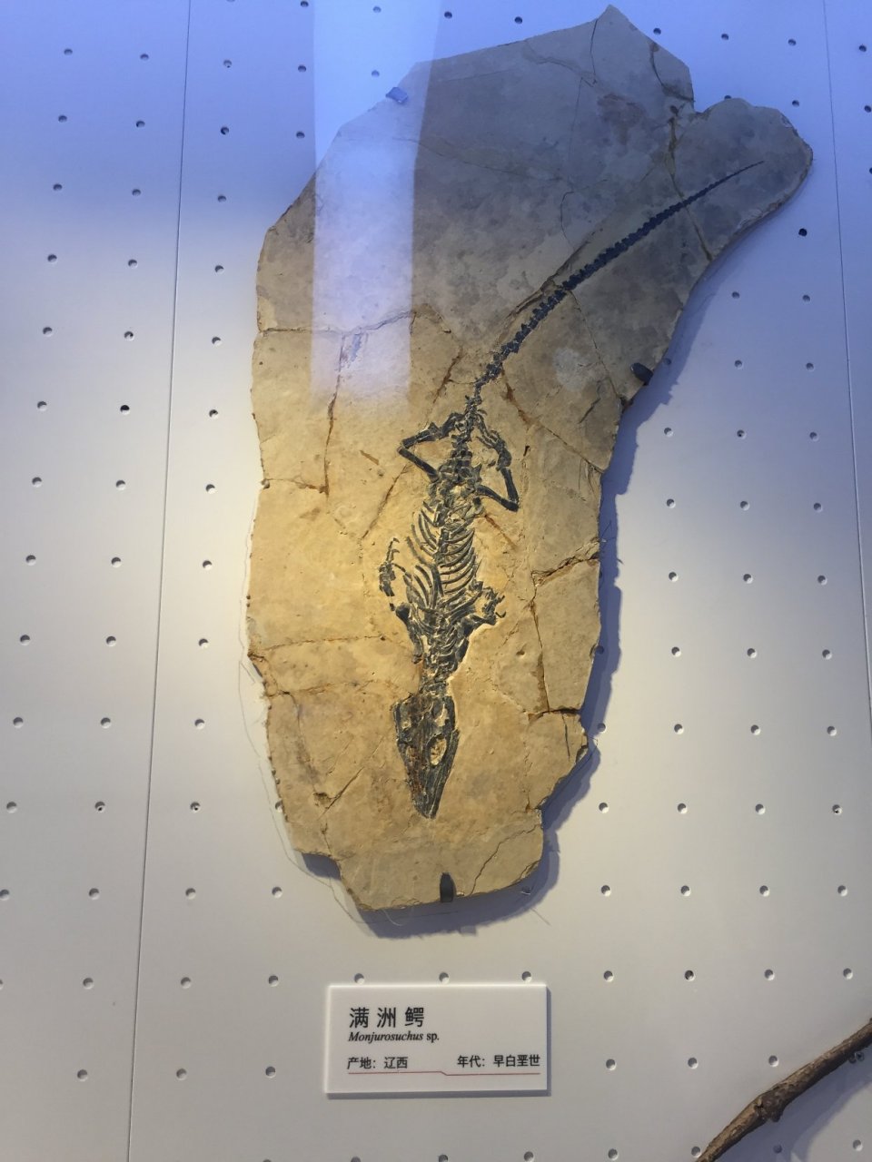 图一:重庆西蜀鳄,四川永川县双石桥地区,化石形成时代在中侏罗世(距今
