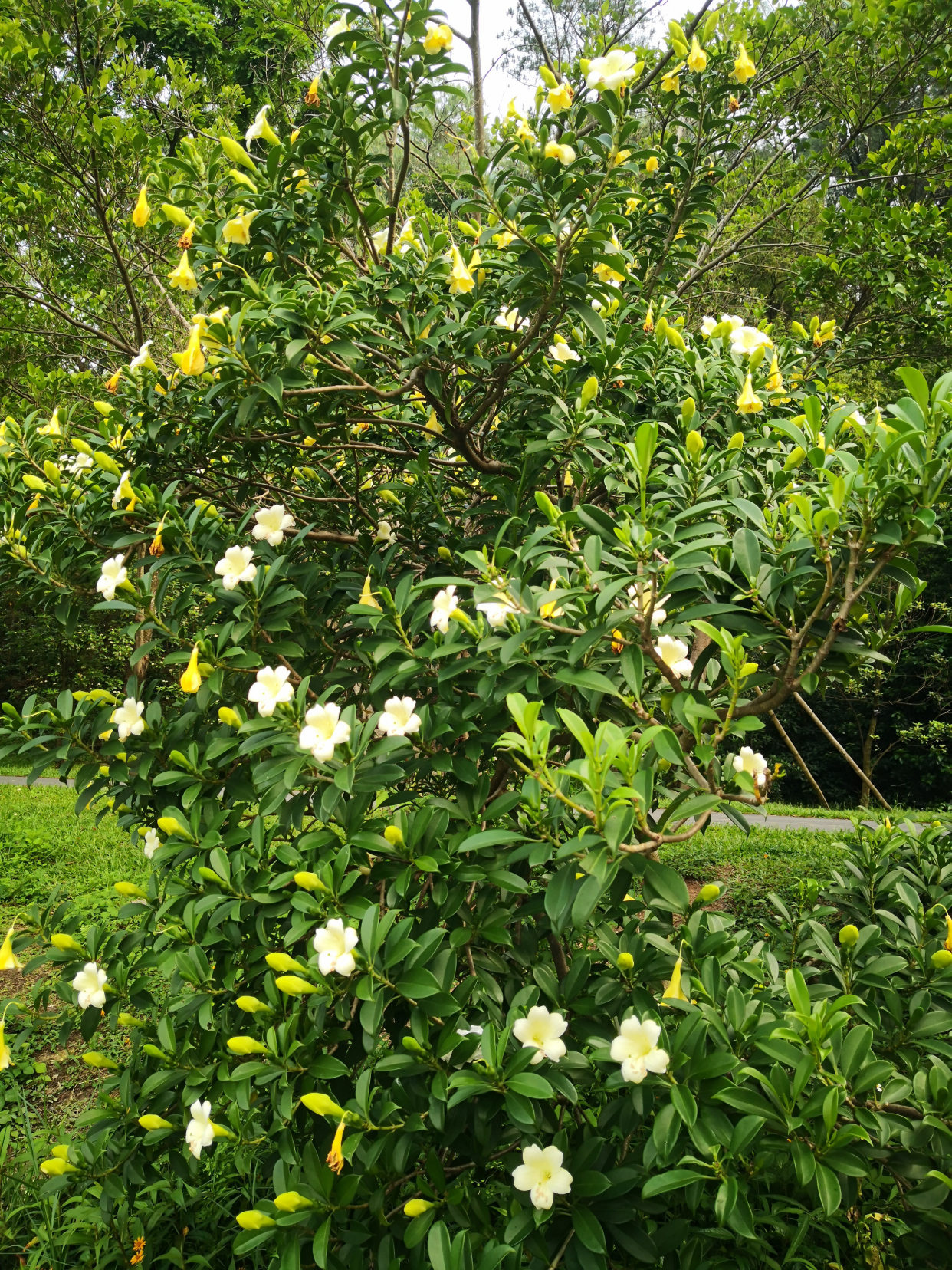 灰莉花朵图片