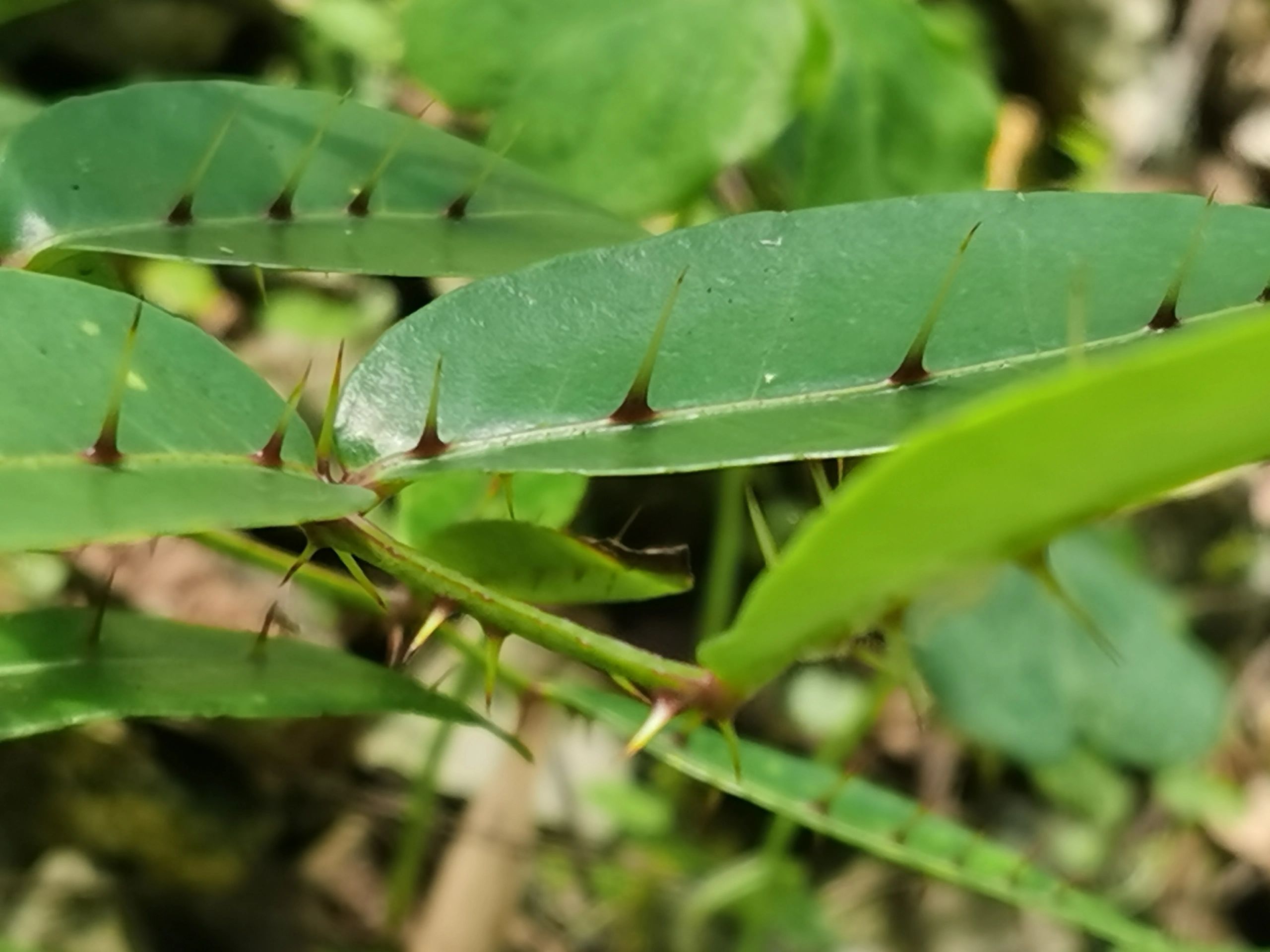 又一明星植物:两面针