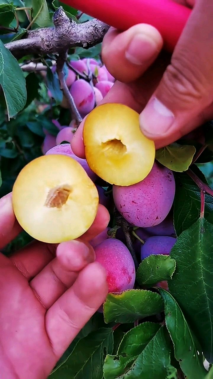 结果成串的西梅李子树苗果子脆甜可口树苗适合南北方种植