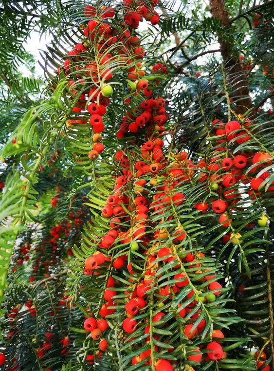 号称"植物大熊猫"的红豆杉,净化空气促健康,注意红豆挂枝5点