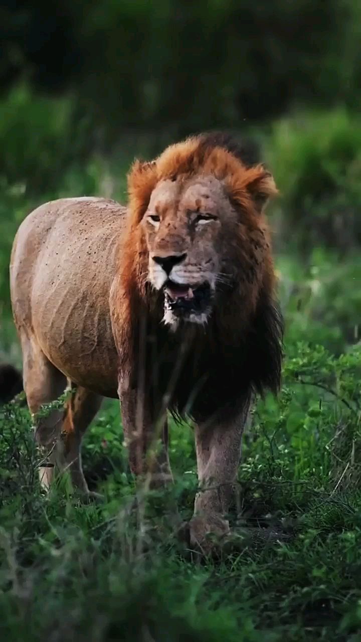 整理鬃毛的强壮雄狮