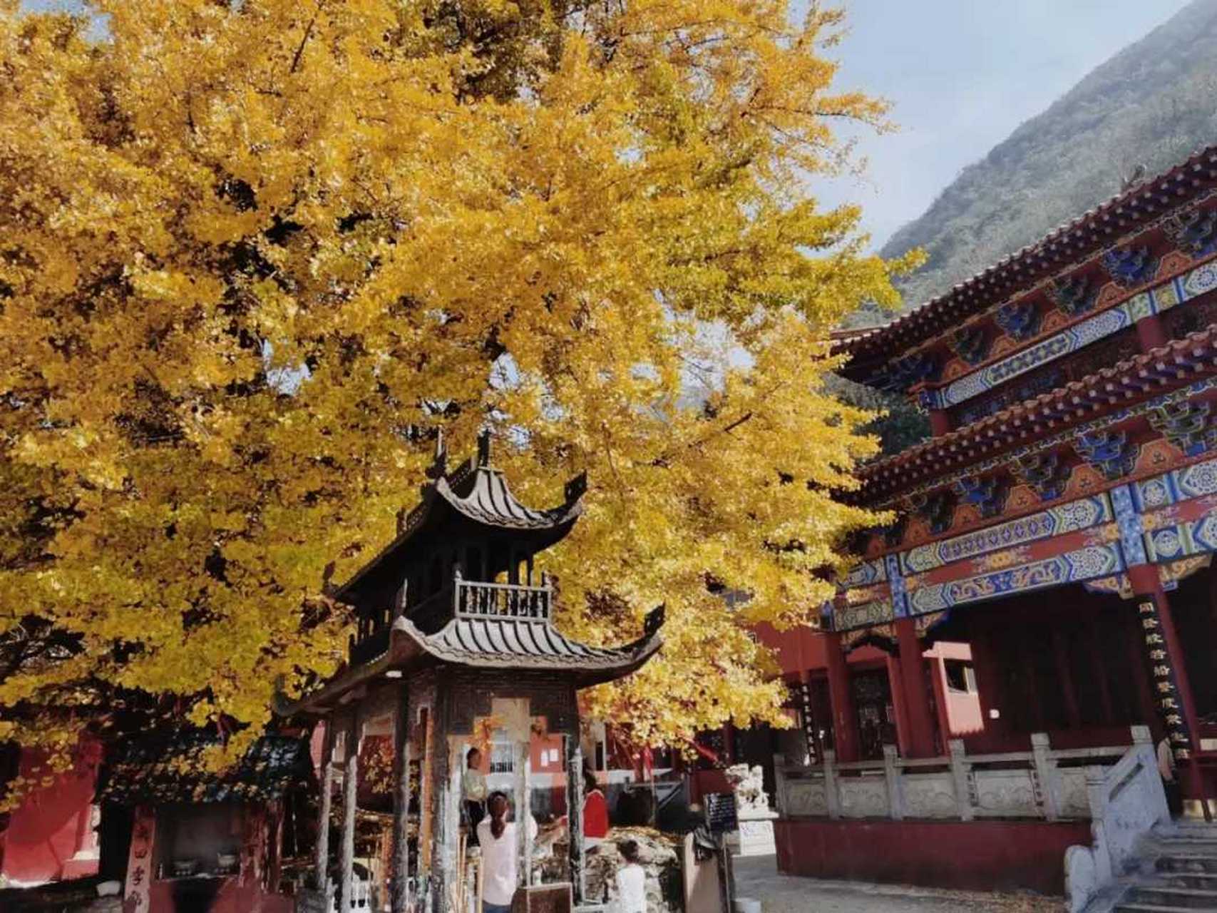 怀化鹤城区凉山登岚寺的千年银杏树叶已经黄了,听当地老人说,这颗银杏