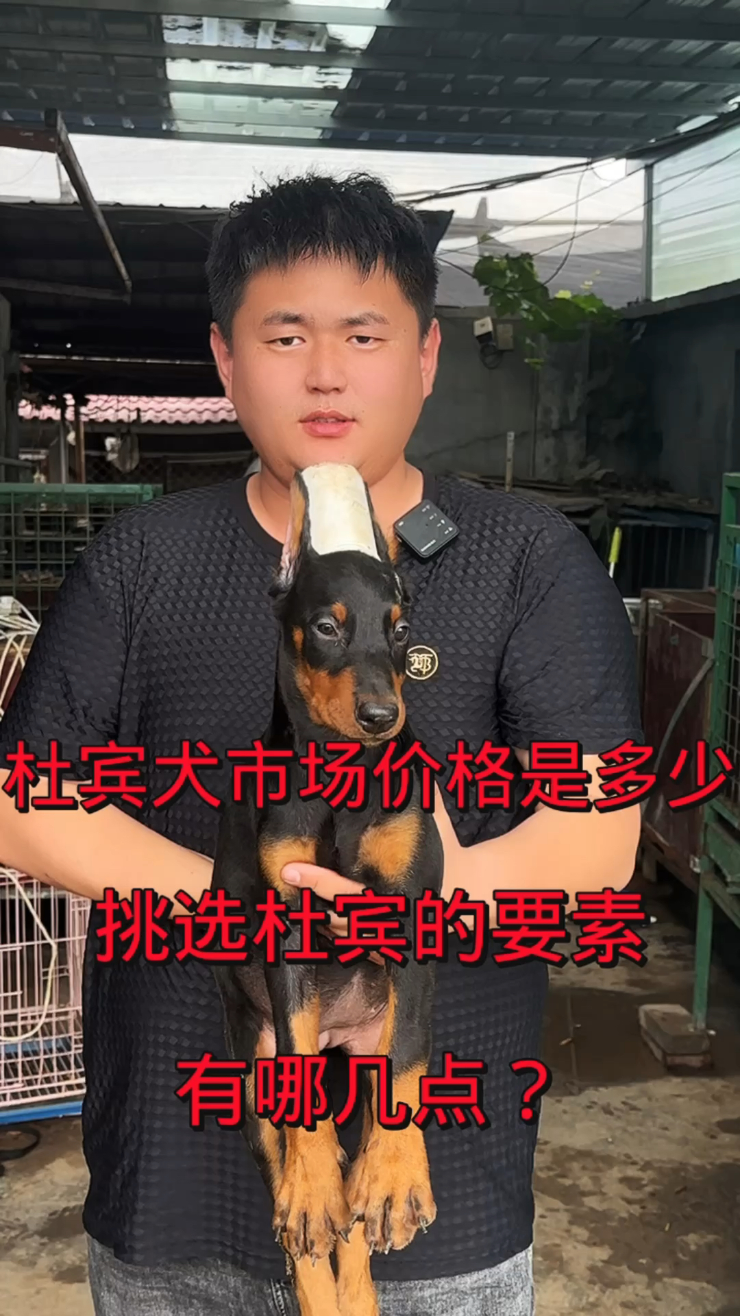 另外杜宾犬的真实市场价格是多少?