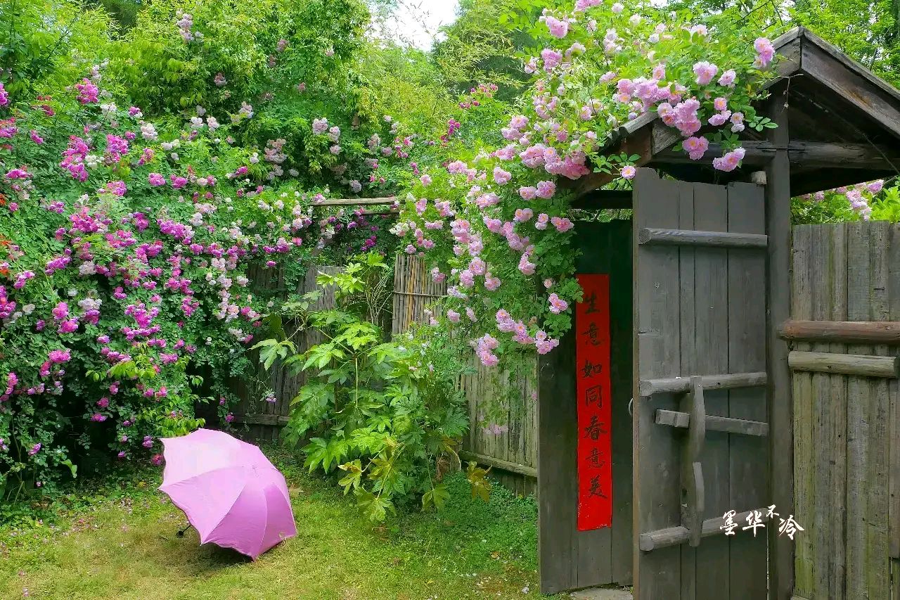 蔷薇小院,柴门栅栏,青砖粉墙