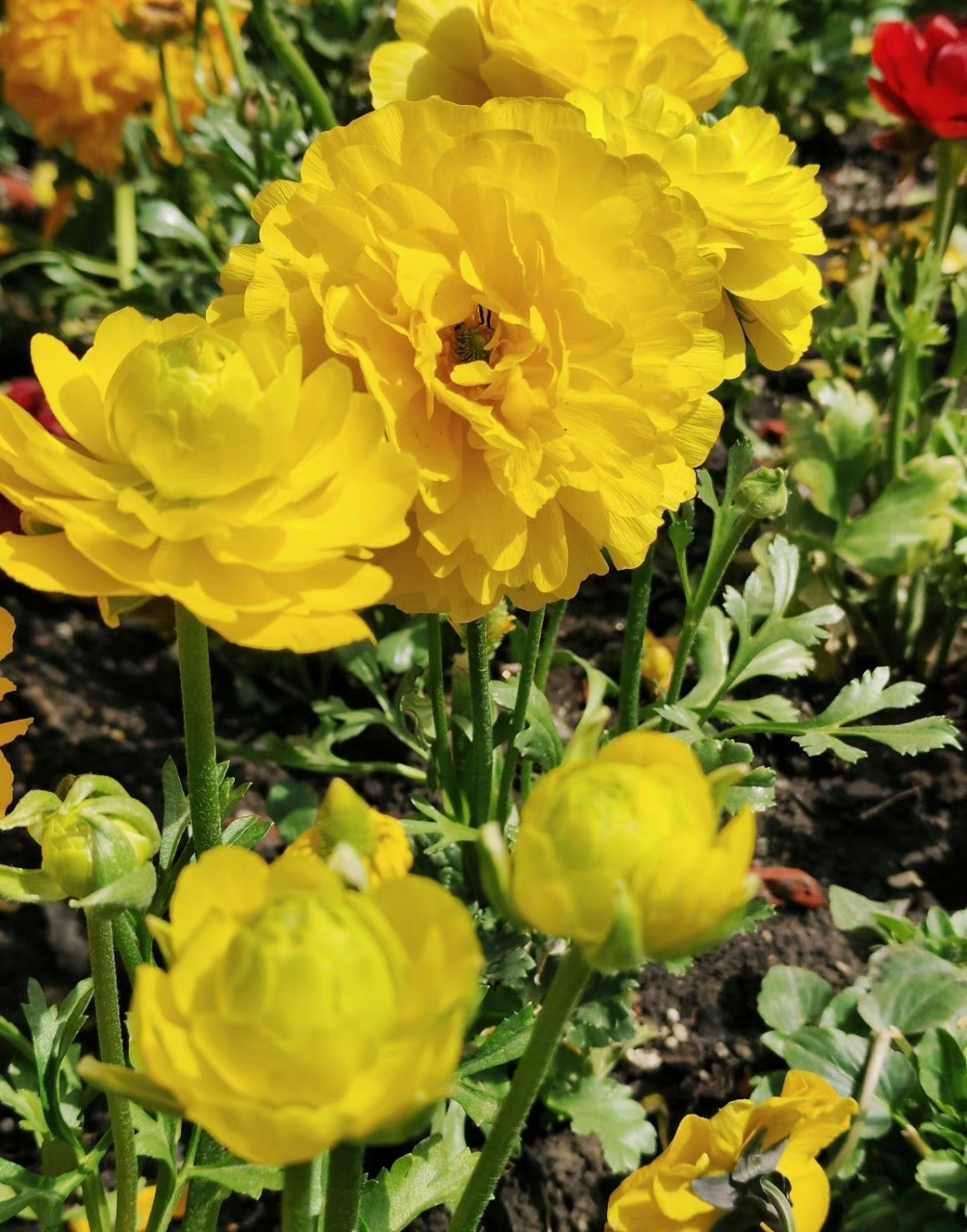 花毛茛,是非常好看的花卉可爱～ 别名:芹菜花,波斯毛茛,陆莲花.
