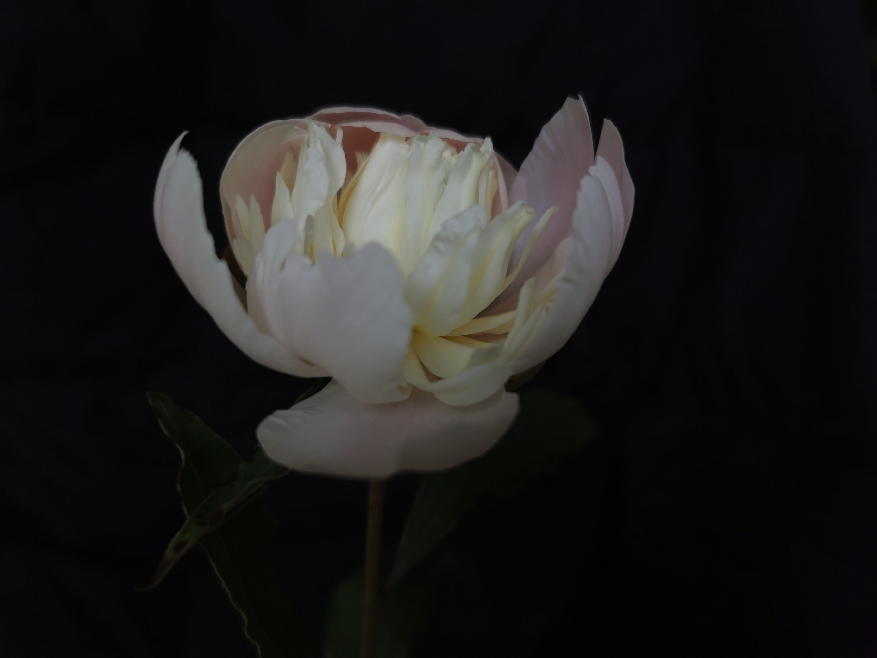 纯黑背景的芍药好娇美