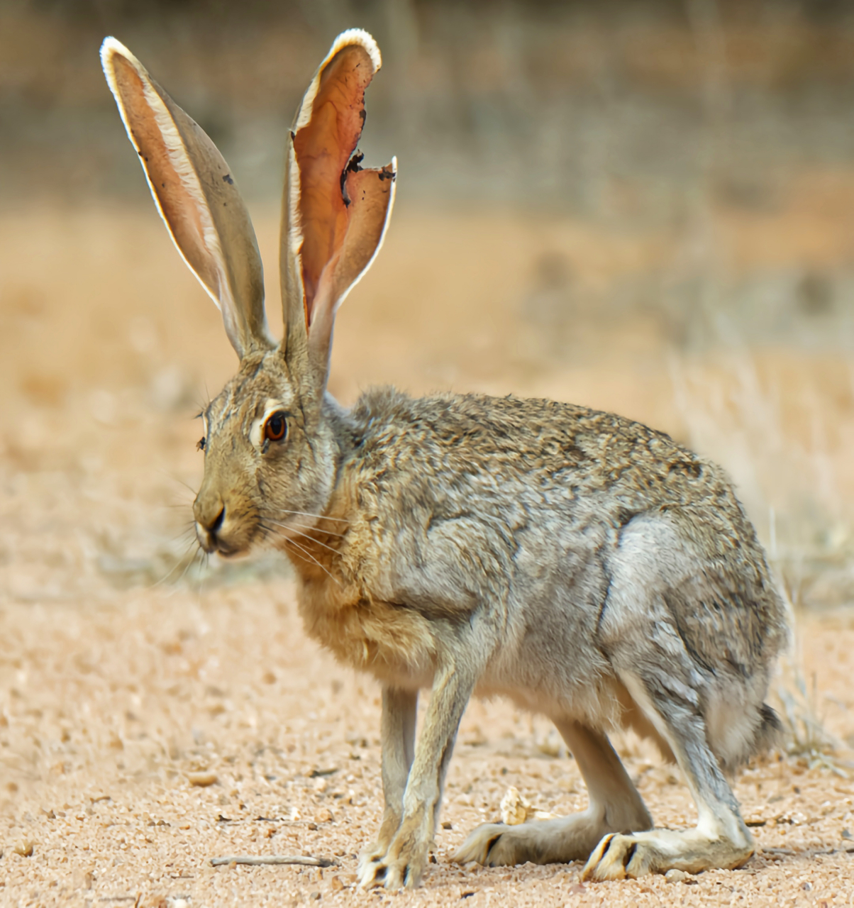 每天认识一种动物——羚羊兔 羚羊兔是奔跑速度最快的兔子,时速可达45