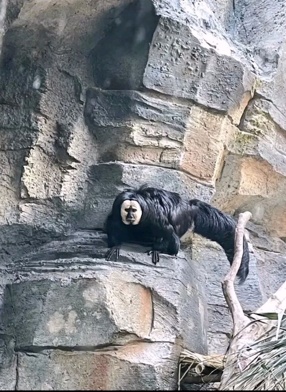 这应该就是山东人的童年阴影了吧#老猫猴子 再不睡觉老猫猴子把你抓走