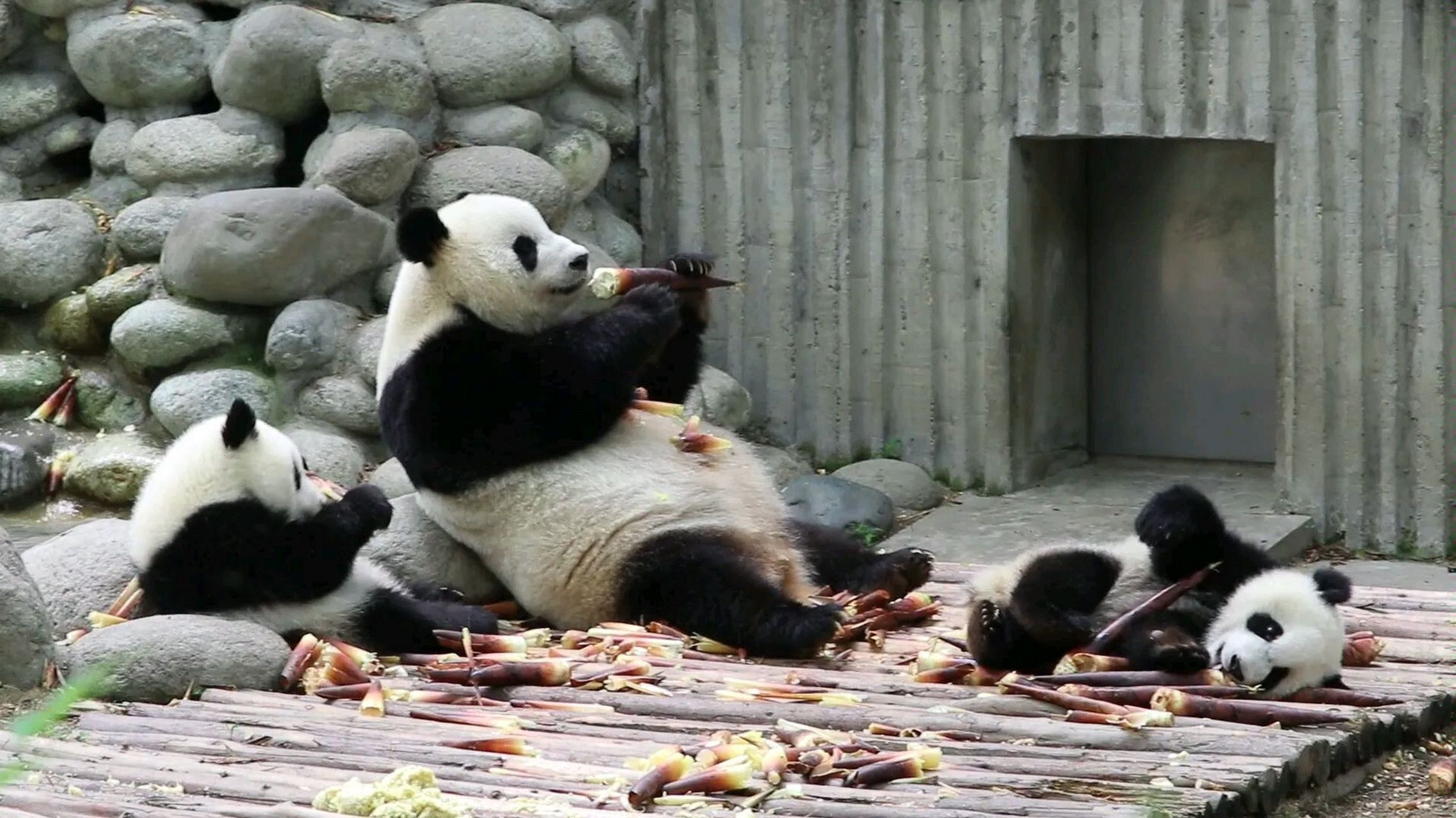 熊猫# #重庆龙凤胎熊猫宝宝取名渝可渝爱#  今天日常玩闹中,小渝爱不