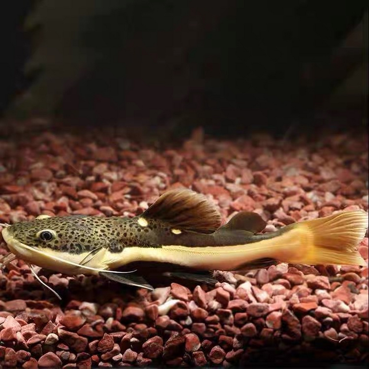 红尾鲶长达1米,呈长桶型.尾部成圆铲状,头部较大,嘴宽扁,有三对触须.