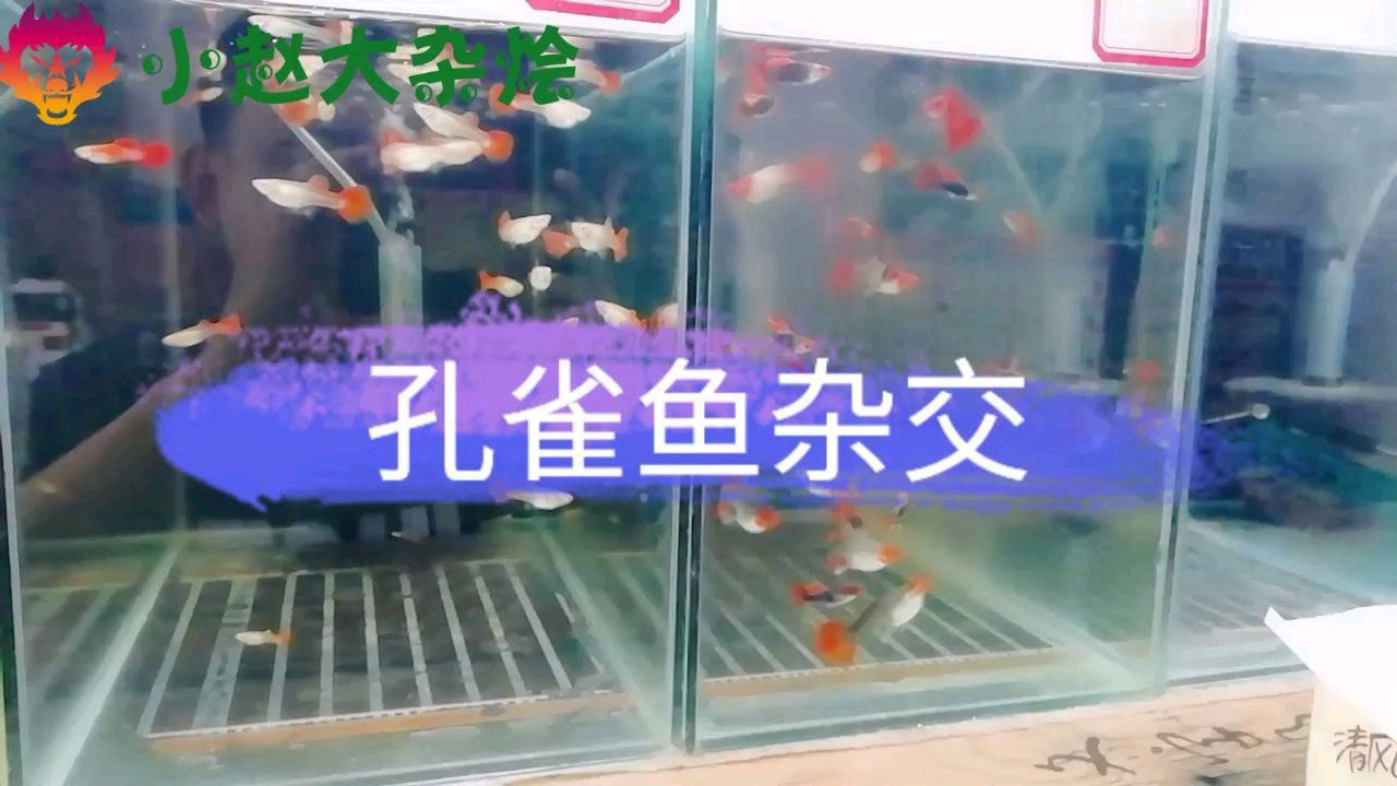孔雀鱼不混养也会杂交