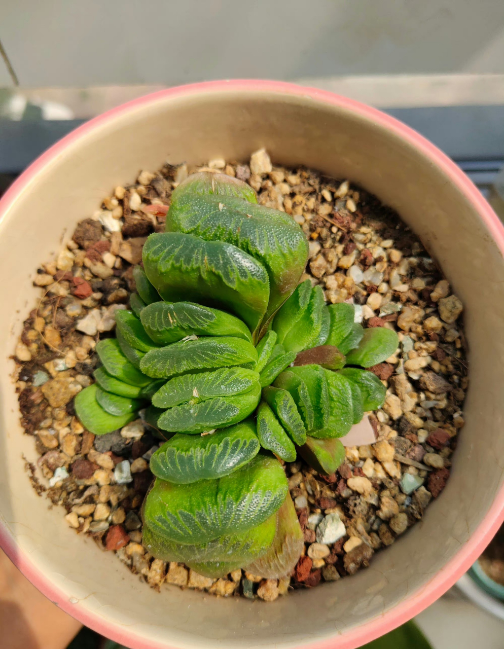 多肉十二卷  西山寿 毛玉露 黑肌玉露 雪花玉露 玉扇 樱水晶 阿寒湖